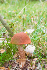 orange-cap boletus