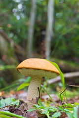 orange-cap boletus