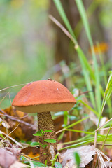 orange-cap boletus