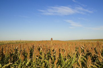 Sorghum vulgare field