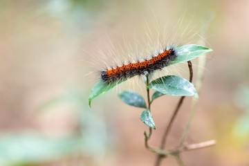 Hairy caterpillar