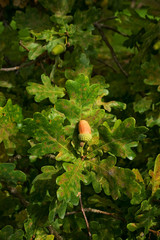 foliage and acorn