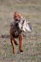 Keuken spatwand met foto pheasant hunting © Orosz György Photogr
