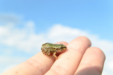 frog