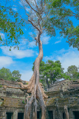 Big tree at Ta Prohm Temple