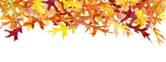 Panoramic Autumn Leaves isolated on white