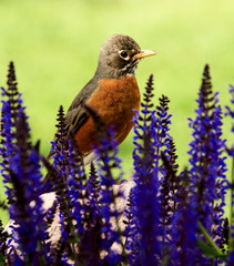 Robin