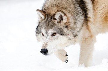 Naklejka premium Prowling wolf