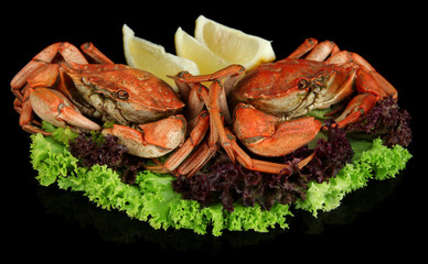 Boiled crabs isolated on black