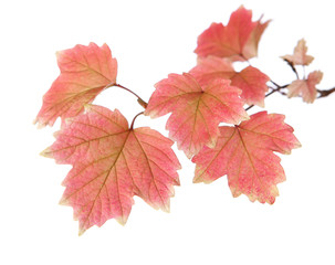 Branch of autumn leaves isolated on  white. studio  shot