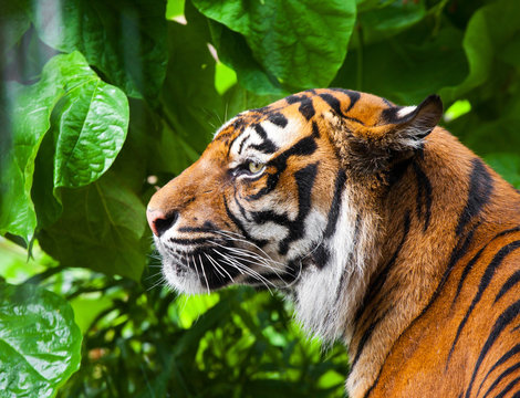 Portrait of a tiger. close-up