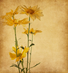 old paper texture with yellow flowers