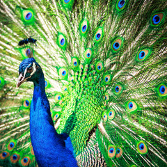 Obraz premium Splendid peacock with feathers out (Pavo cristatus)