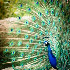 Fototapeta premium Splendid peacock with feathers out (Pavo cristatus)