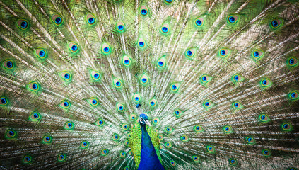 Obraz premium Splendid peacock with feathers out (Pavo cristatus)