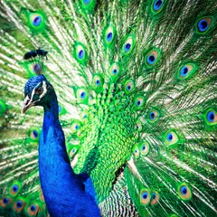 Photo sur Plexiglas Paon Magnifique paon avec des plumes (Pavo cristatus)