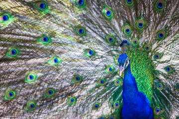 Obraz premium Splendid peacock with feathers out (Pavo cristatus) (shallow DOF