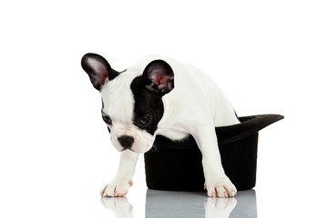 french bulldog with hat isolated on white background