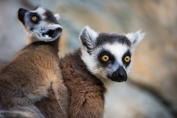 Lemur kata (Lemur catta)