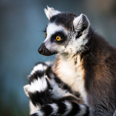 Naklejka na ściany i meble Słowa Lemur (Lemur catta)