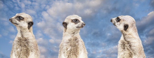 meerkats © Wojciech Kusiak