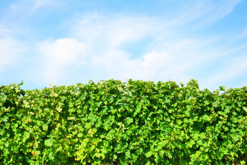 Fototapeta na wymiar Green vineyard row detail with blue sky