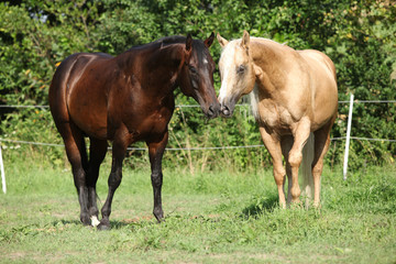 Obraz na płótnie Canvas Two stallions standing on pasturage