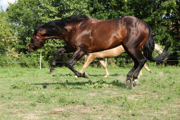 Brown and palomino stallions running on pasturage