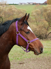 Portrait of young baysport horse