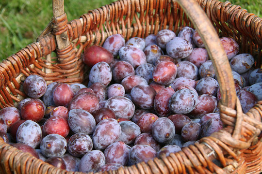prunes