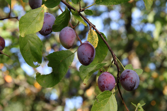 prunes