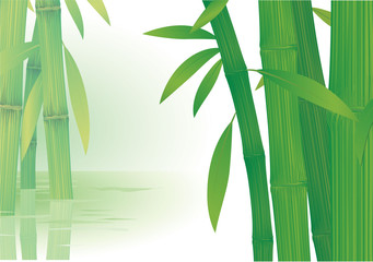 Bamboo. Vector.