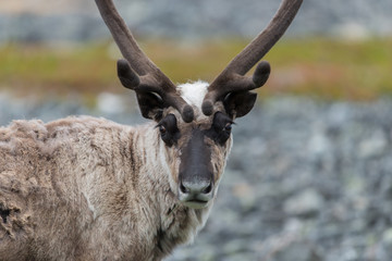Ren, Reindeer, Rangifer tarandus