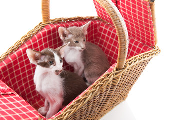 Fototapeta na wymiar Little cat hiding in picnic basket