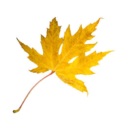 Farbe des Herbstes: Goldenes Ahornblatt