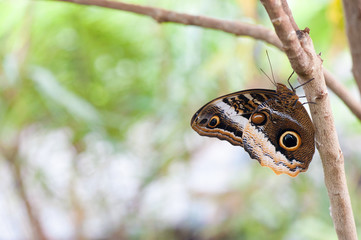 Butterfly on green leaf