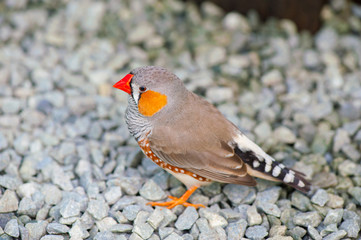 Beautiful gray bird
