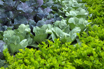 Vegetable garden with cabbage and celery