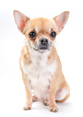 pale beige with white Chihuahua dog sitting on white background