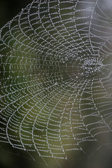 cobweb with morning dew