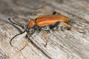 Red longhorn beetle (Stictoleptura rubra) laying eggs on log