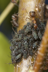 Southern wood ants, formica rufa and aphids, extreme close-up