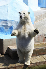Ours polaire debout sur ses pattes arrière.