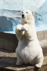 Poster Funny polar bear sitting on its hind legs © Julia Mashkova