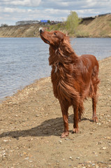 The Irish setter on the river bank