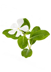 Madagascar periwinkle flower with leaf isolated on white