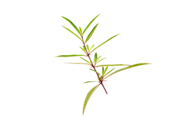 Hop Headed Barleria isolated on white