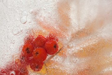 Fototapeta premium icy plants