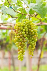 Seedless grapes ripen on the tree