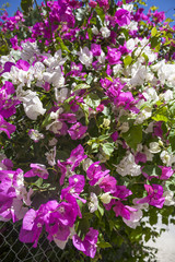 Fototapeta premium hedge of bougainvillea with white and purple flowers